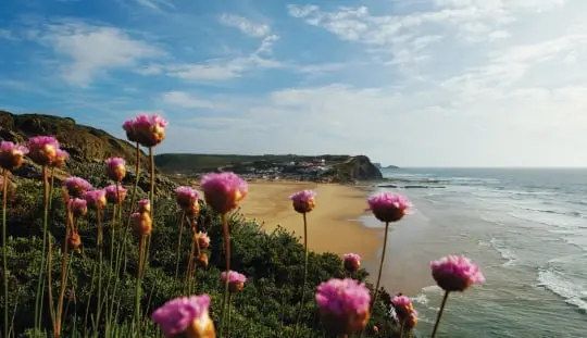 Ocean Surf Houses